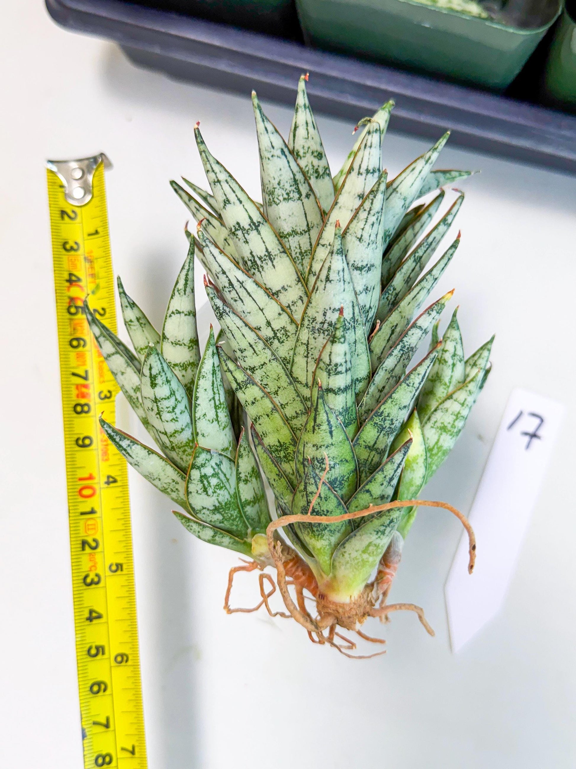 Sansevieria Margarita (17) | Imported House Plants