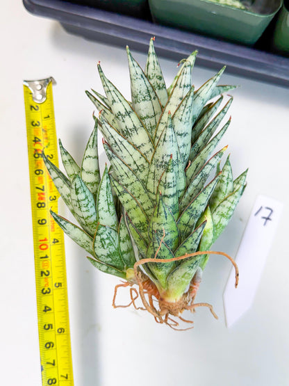 Sansevieria Margarita (17) | Imported House Plants