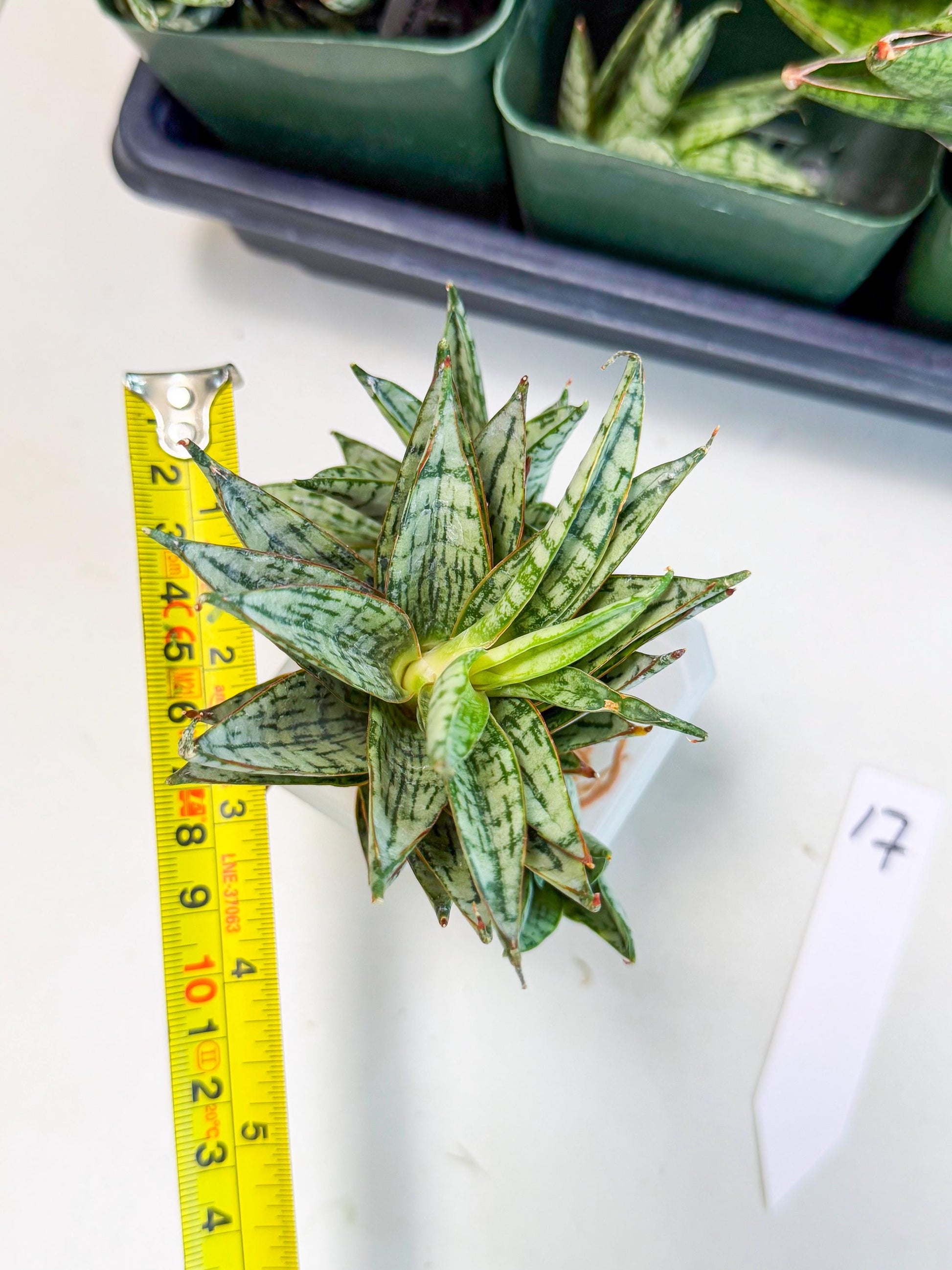Sansevieria Margarita (17) | Imported House Plants
