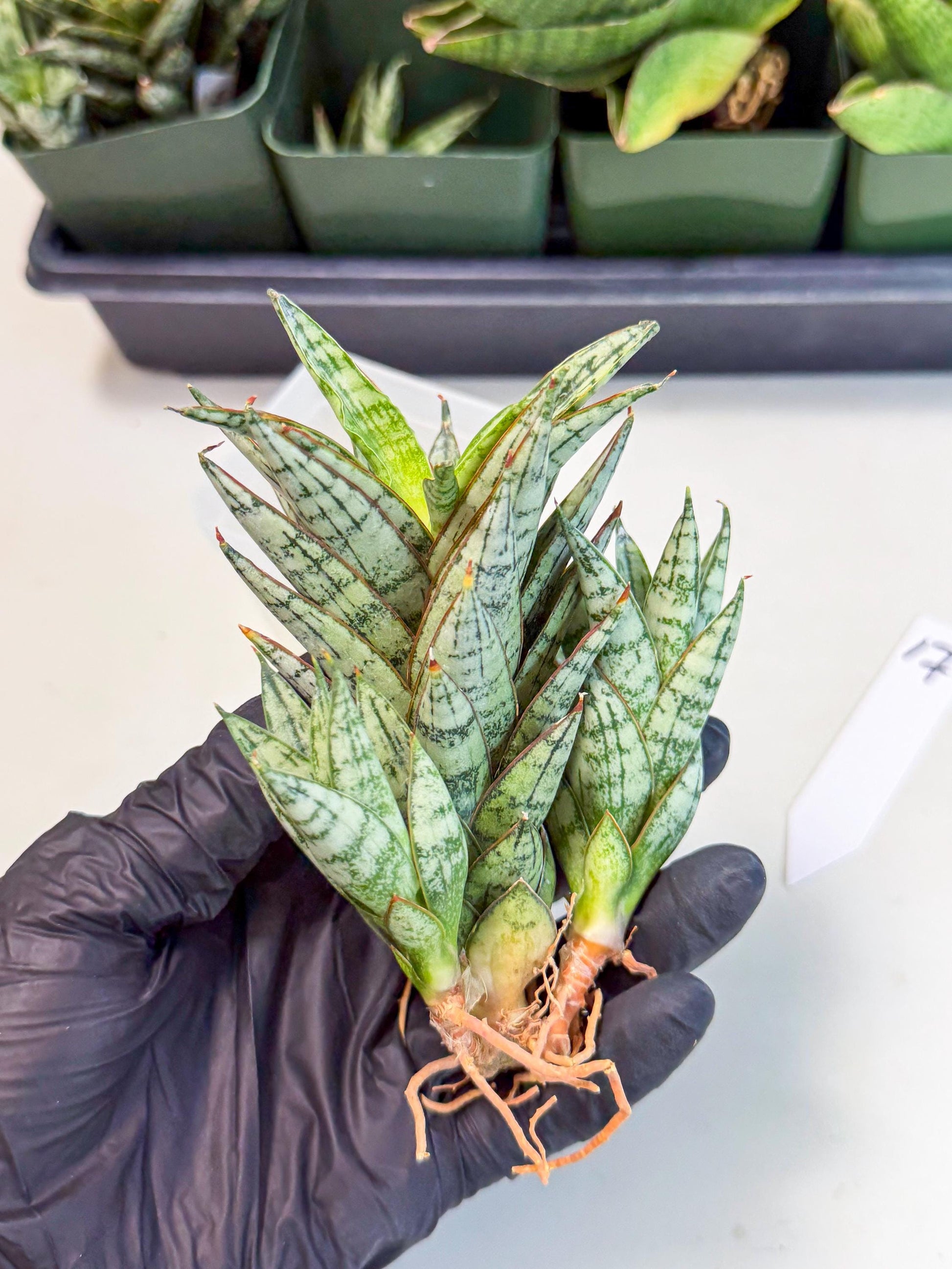 Sansevieria Margarita (17) | Imported House Plants