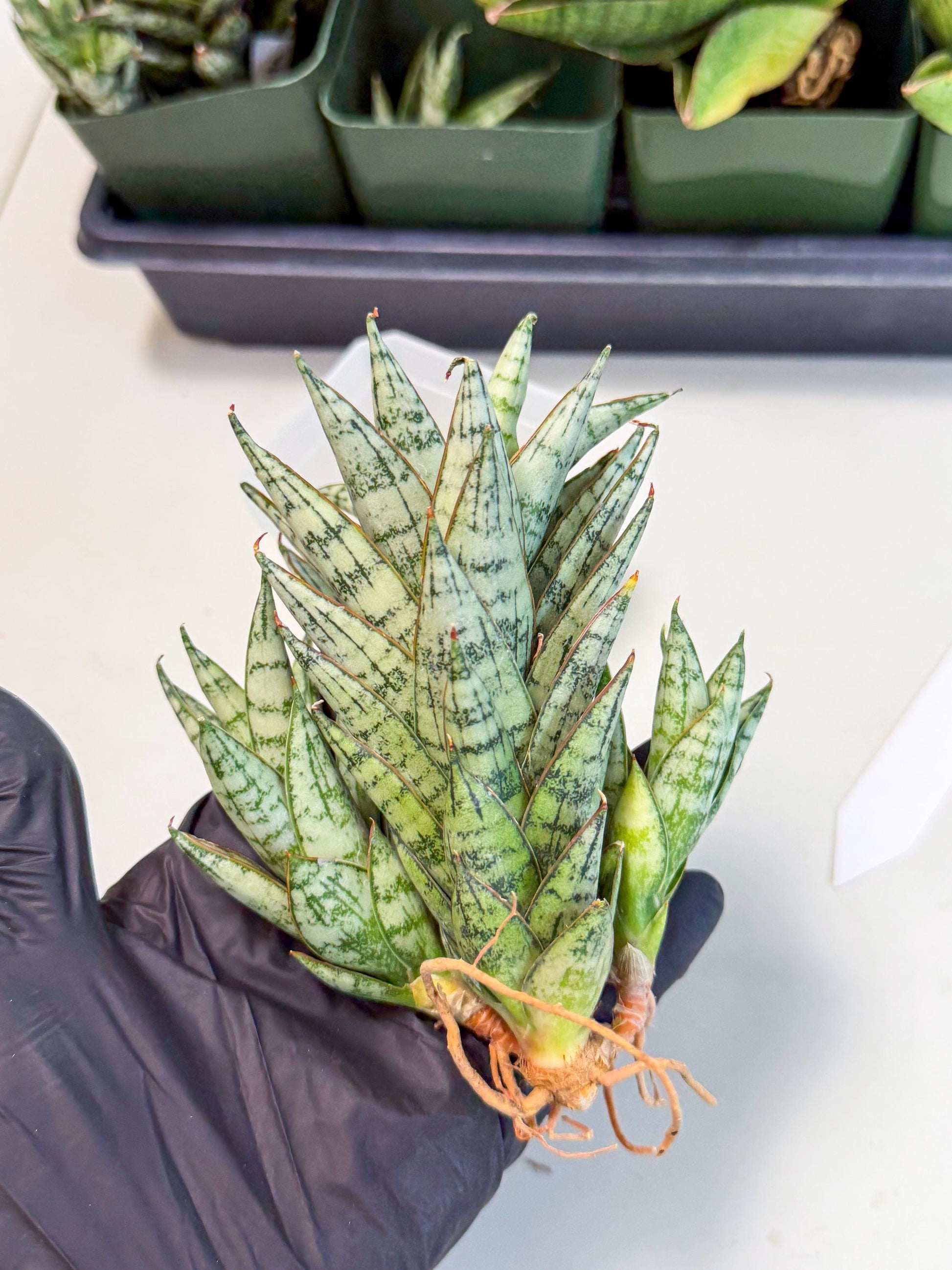 Sansevieria Margarita (17) | Imported House Plants