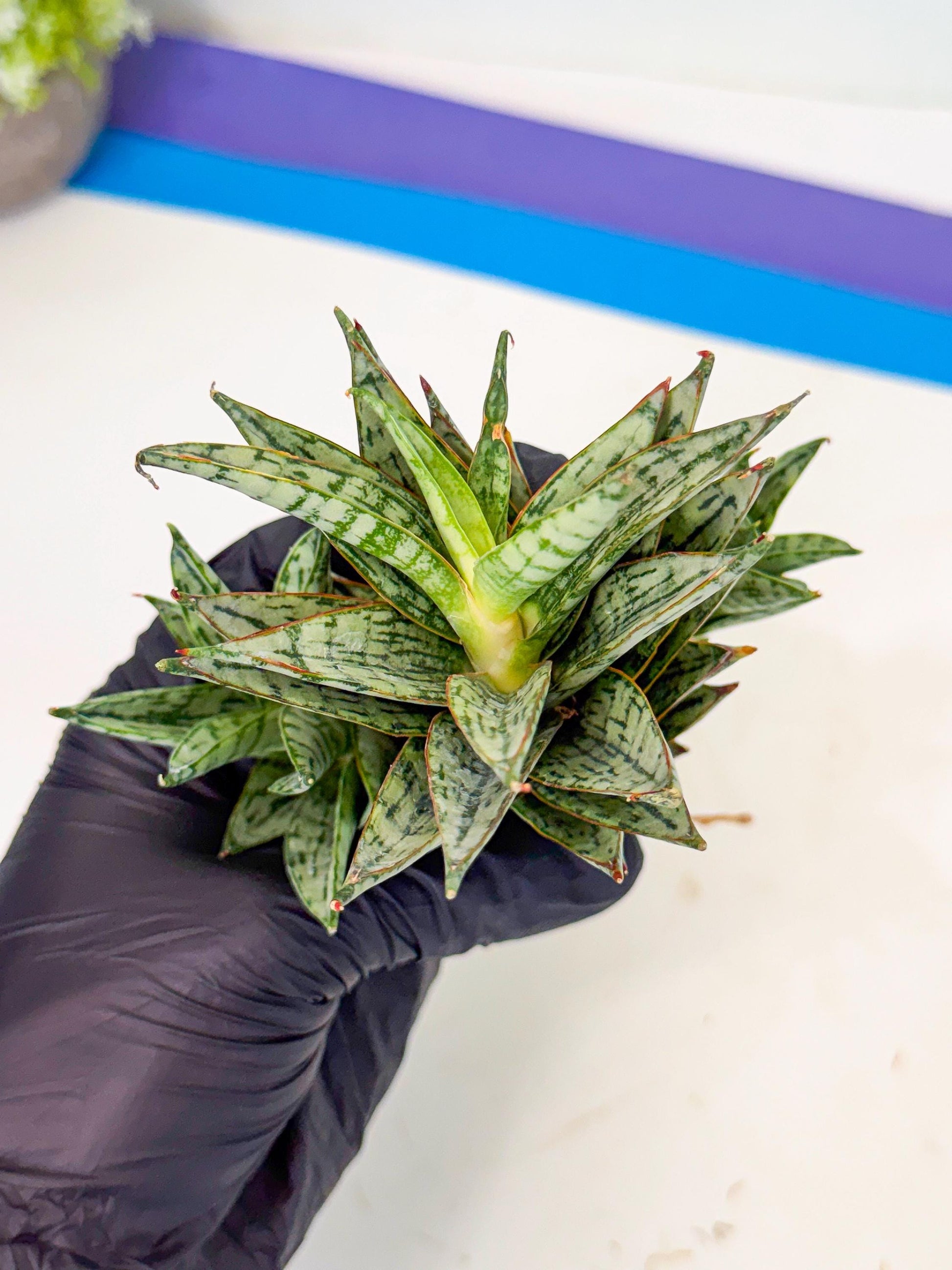 Sansevieria Margarita (17) | Imported House Plants