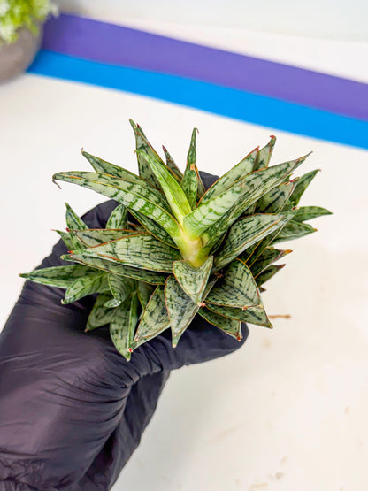 Sansevieria Margarita (17) | Imported House Plants
