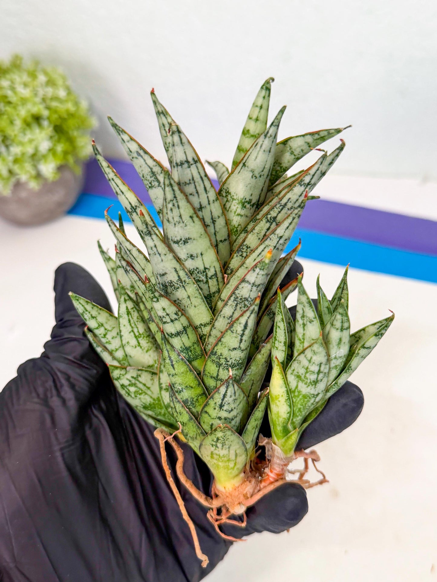Sansevieria Margarita (17) | Imported House Plants