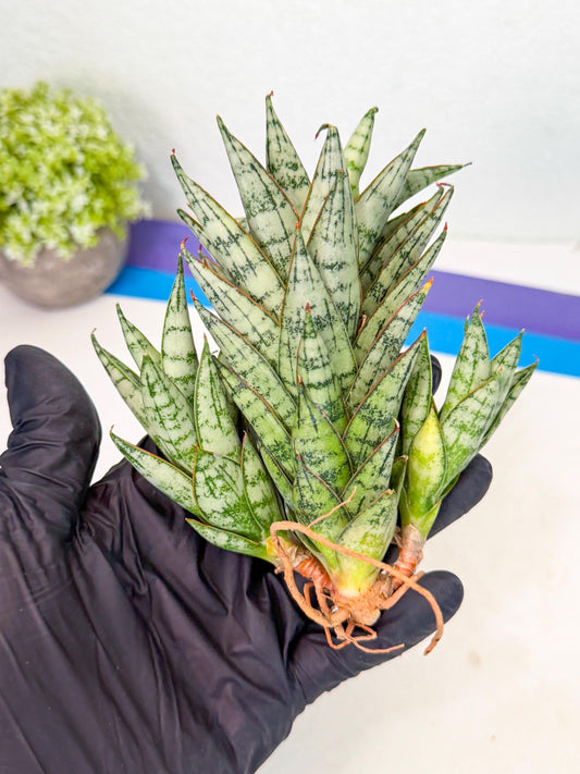 Sansevieria Margarita (17) | Imported House Plants
