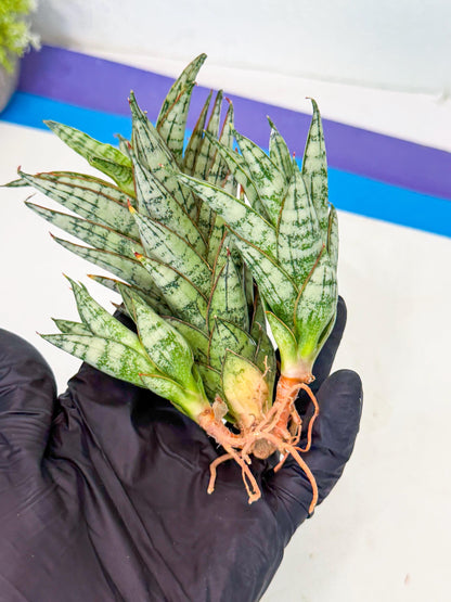 Sansevieria Margarita (17) | Imported House Plants