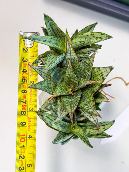 Sansevieria Margarita (18) | Imported House Plants