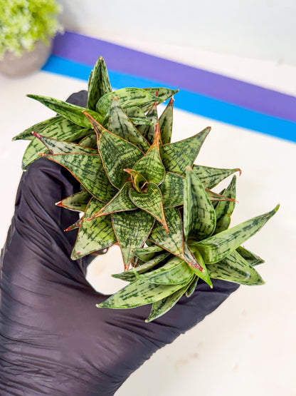 Sansevieria Margarita (18) | Imported House Plants