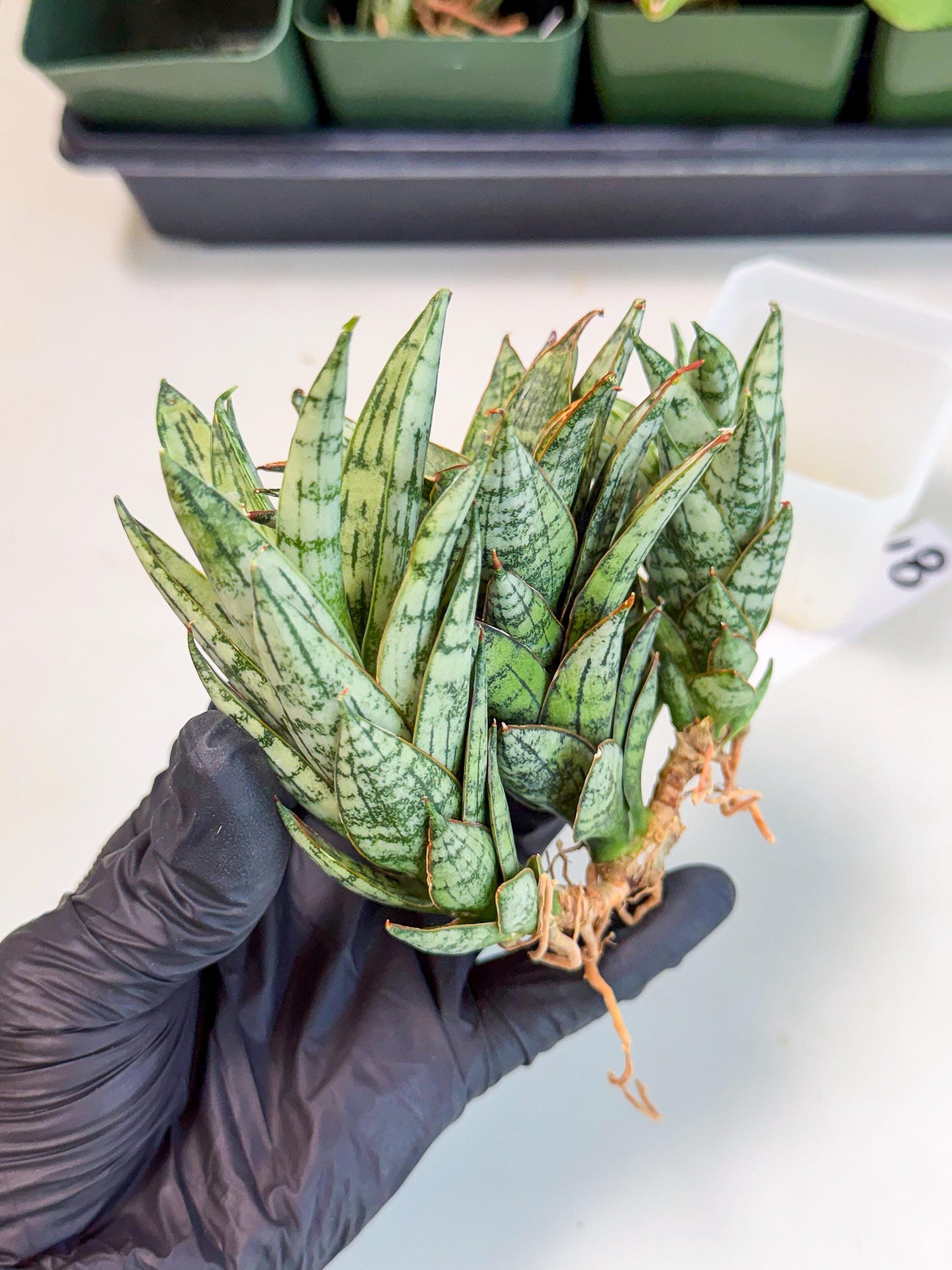 Sansevieria Margarita (18) | Imported House Plants
