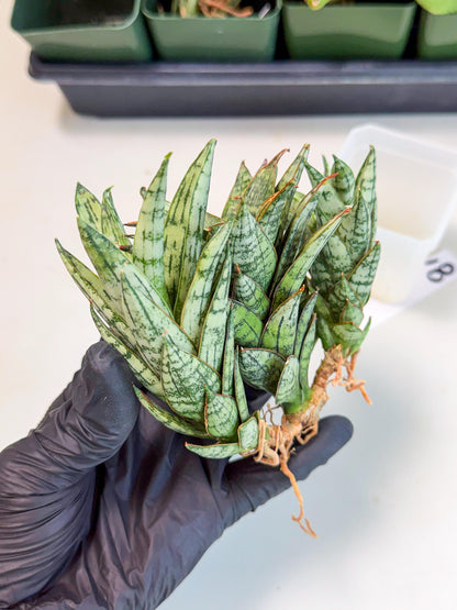 Sansevieria Margarita (18) | Imported House Plants