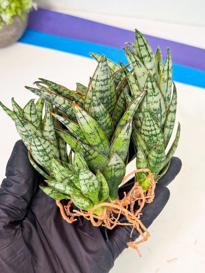 Sansevieria Margarita (18) | Imported House Plants