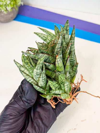 Sansevieria Margarita (18) | Imported House Plants
