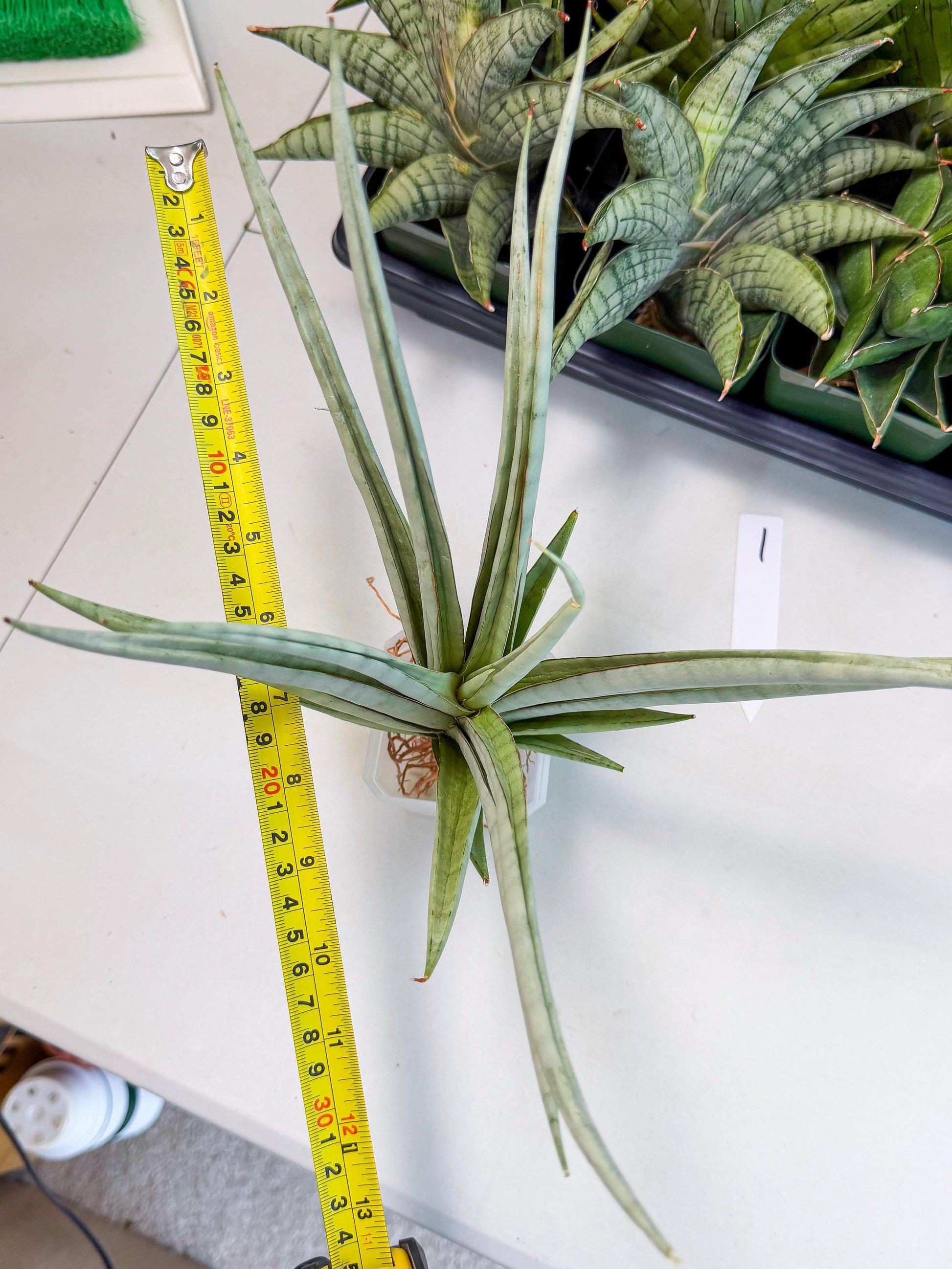 Sansevieria Viranda (1) | Imported hybrids