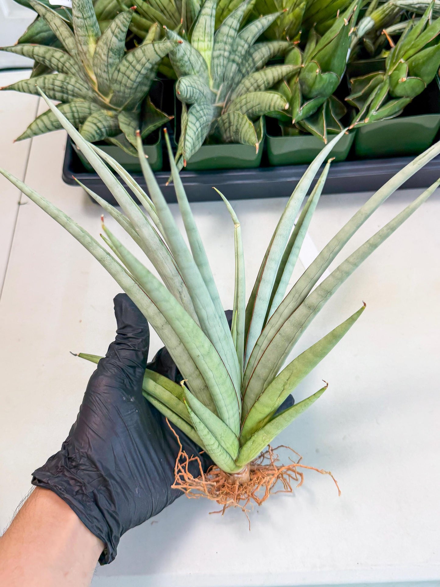 Sansevieria Viranda (1) | Imported hybrids