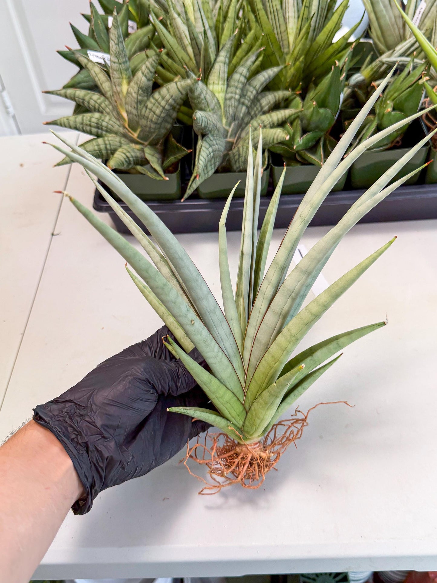 Sansevieria Viranda (1) | Imported hybrids