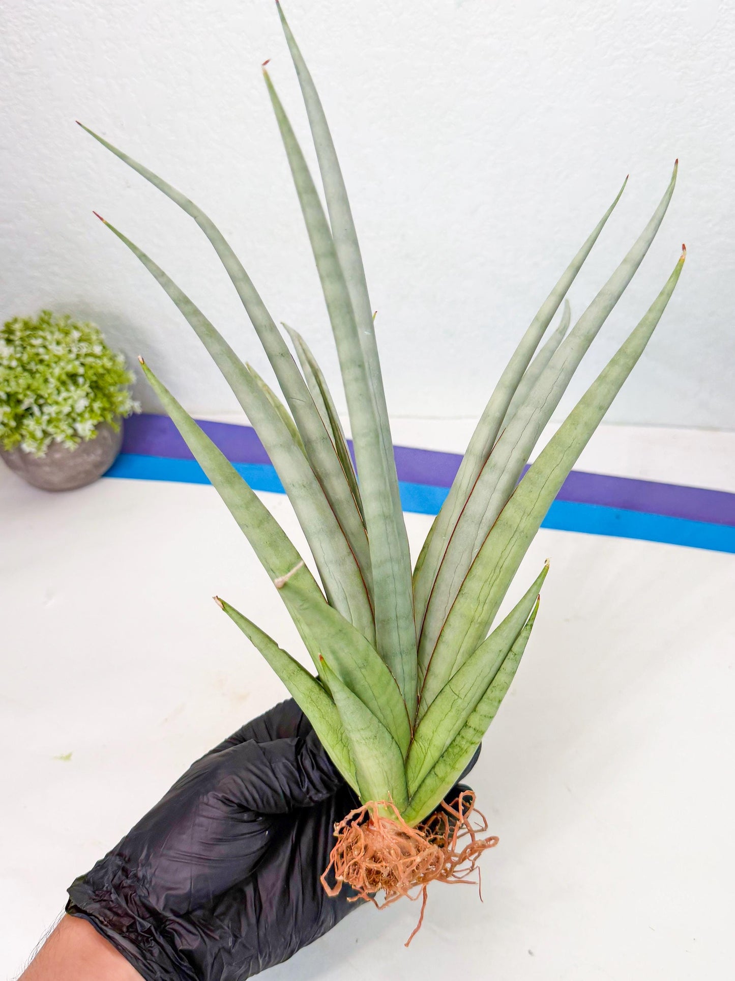 Sansevieria Viranda (1) | Imported hybrids