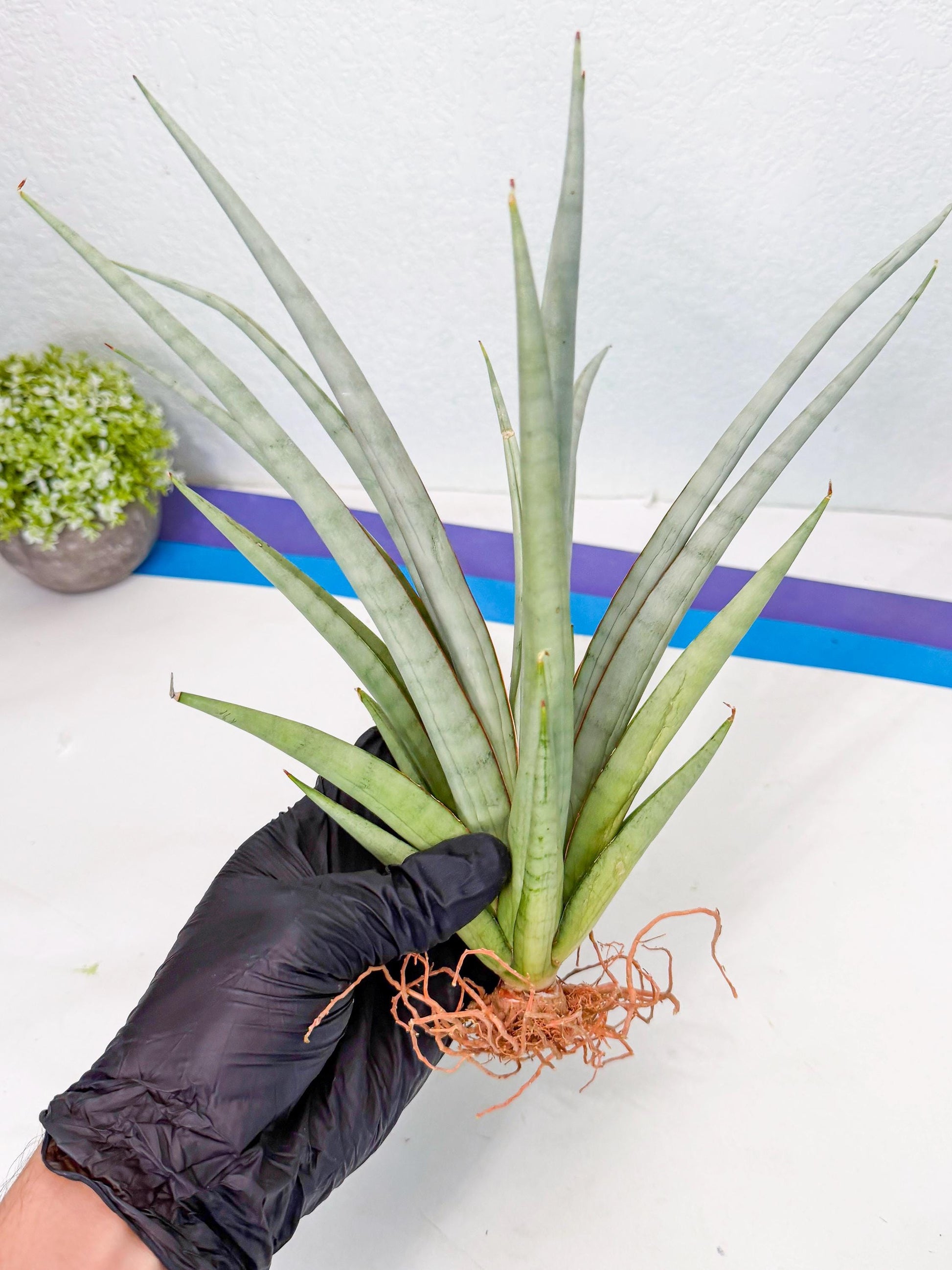 Sansevieria Viranda (1) | Imported hybrids