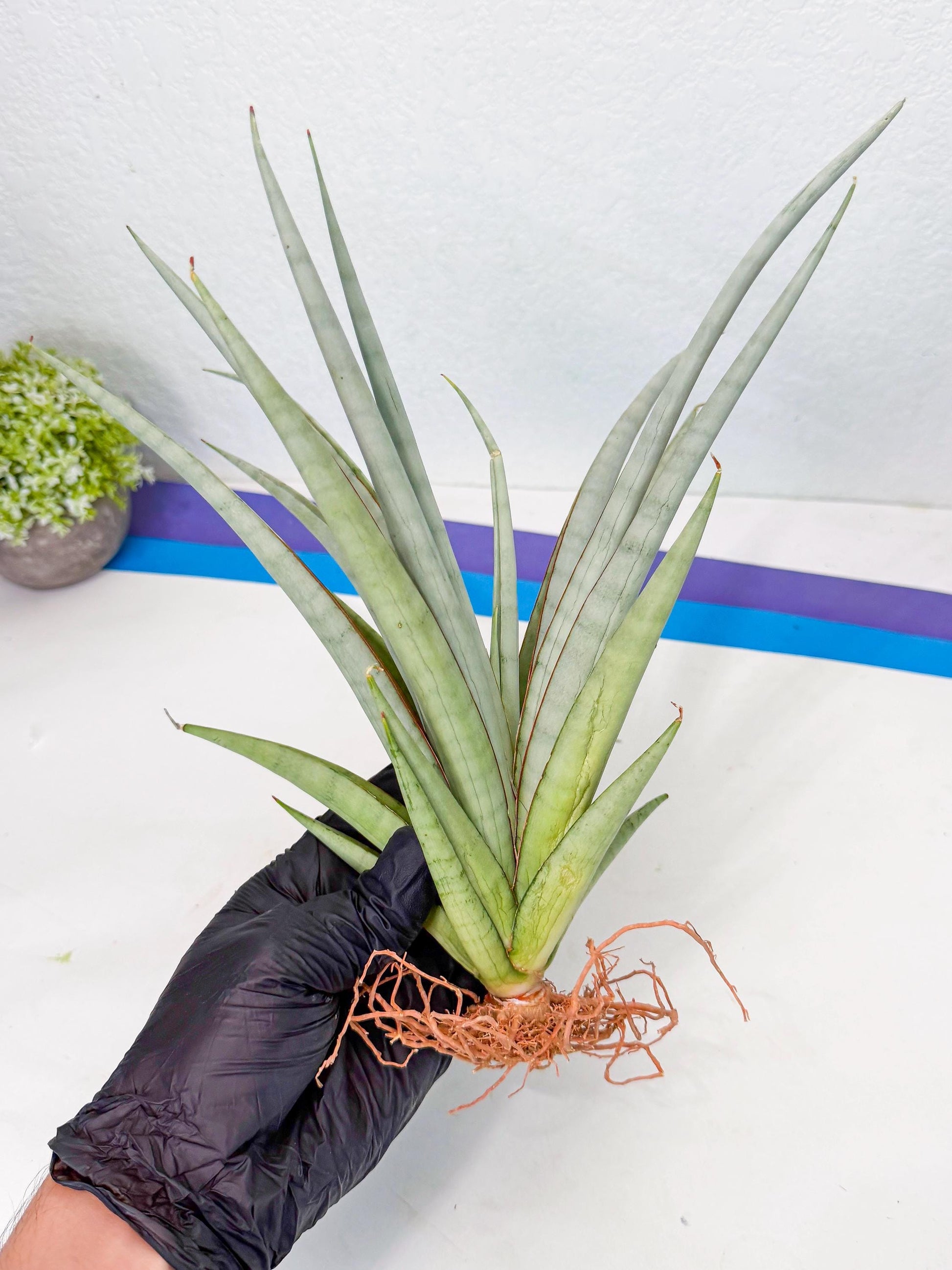 Sansevieria Viranda (1) | Imported hybrids