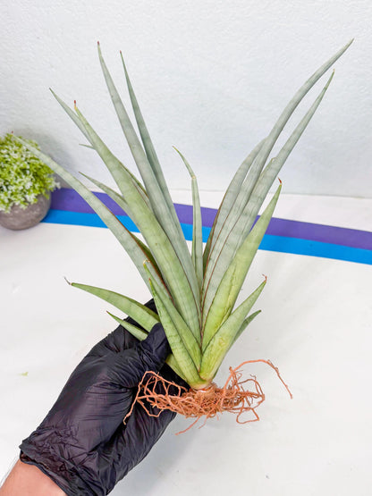 Sansevieria Viranda (1) | Imported hybrids