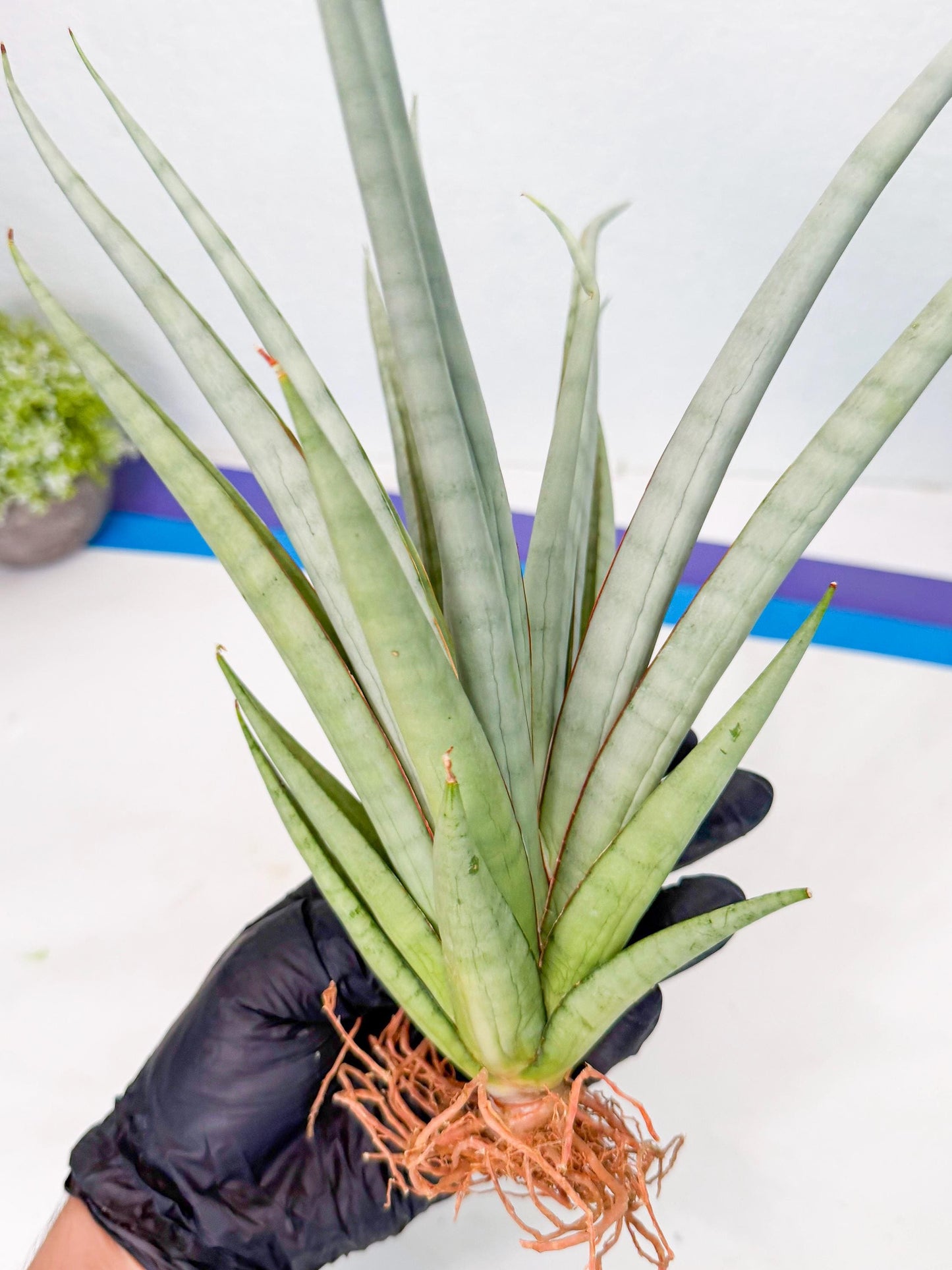 Sansevieria Viranda (1) | Imported hybrids