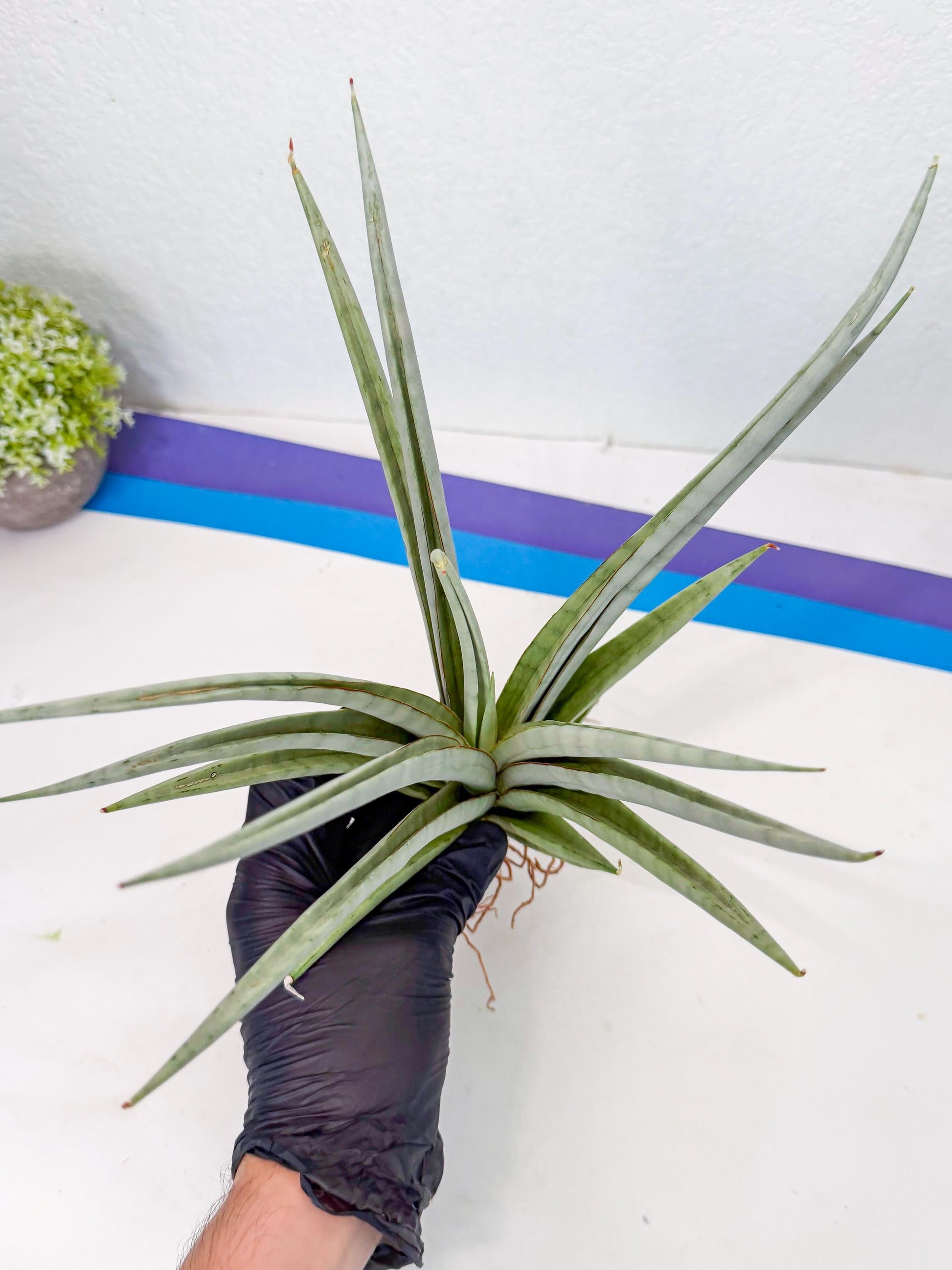 Sansevieria Viranda (1) | Imported hybrids