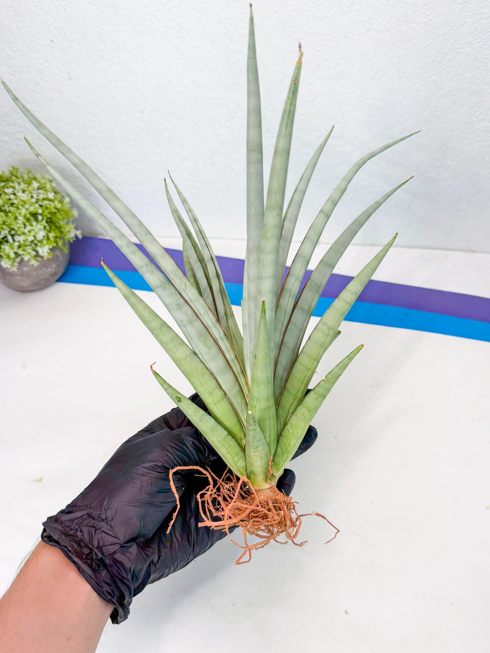 Sansevieria Viranda (1) | Imported hybrids