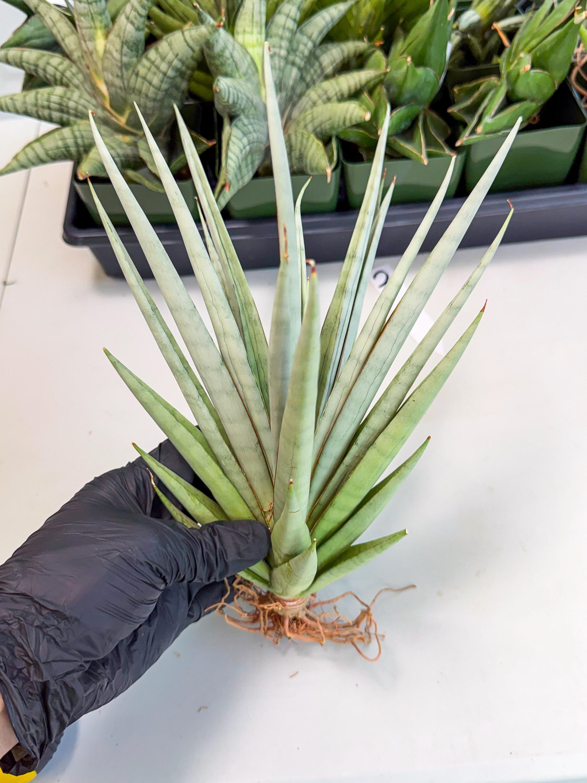 Sansevieria Viranda (2) | Imported hybrids