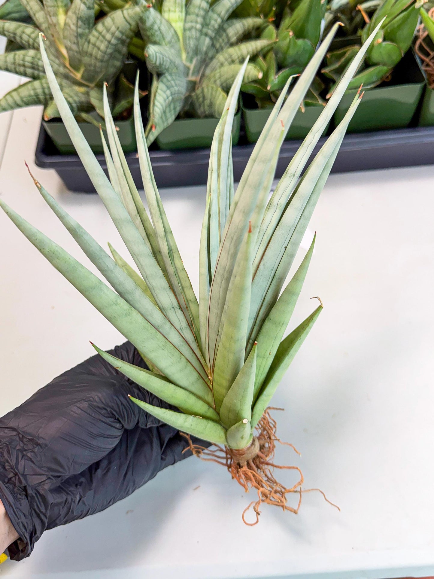 Sansevieria Viranda (2) | Imported hybrids