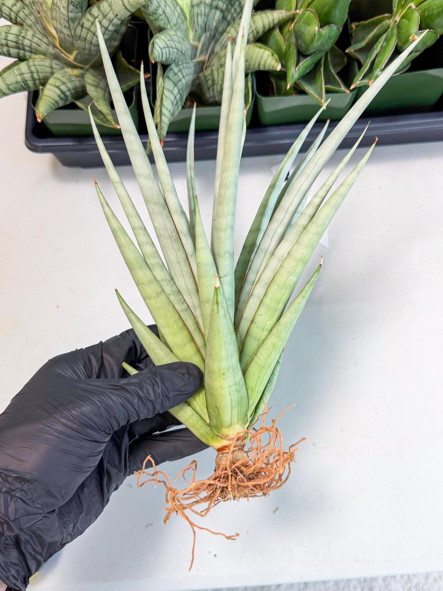 Sansevieria Viranda (2) | Imported hybrids