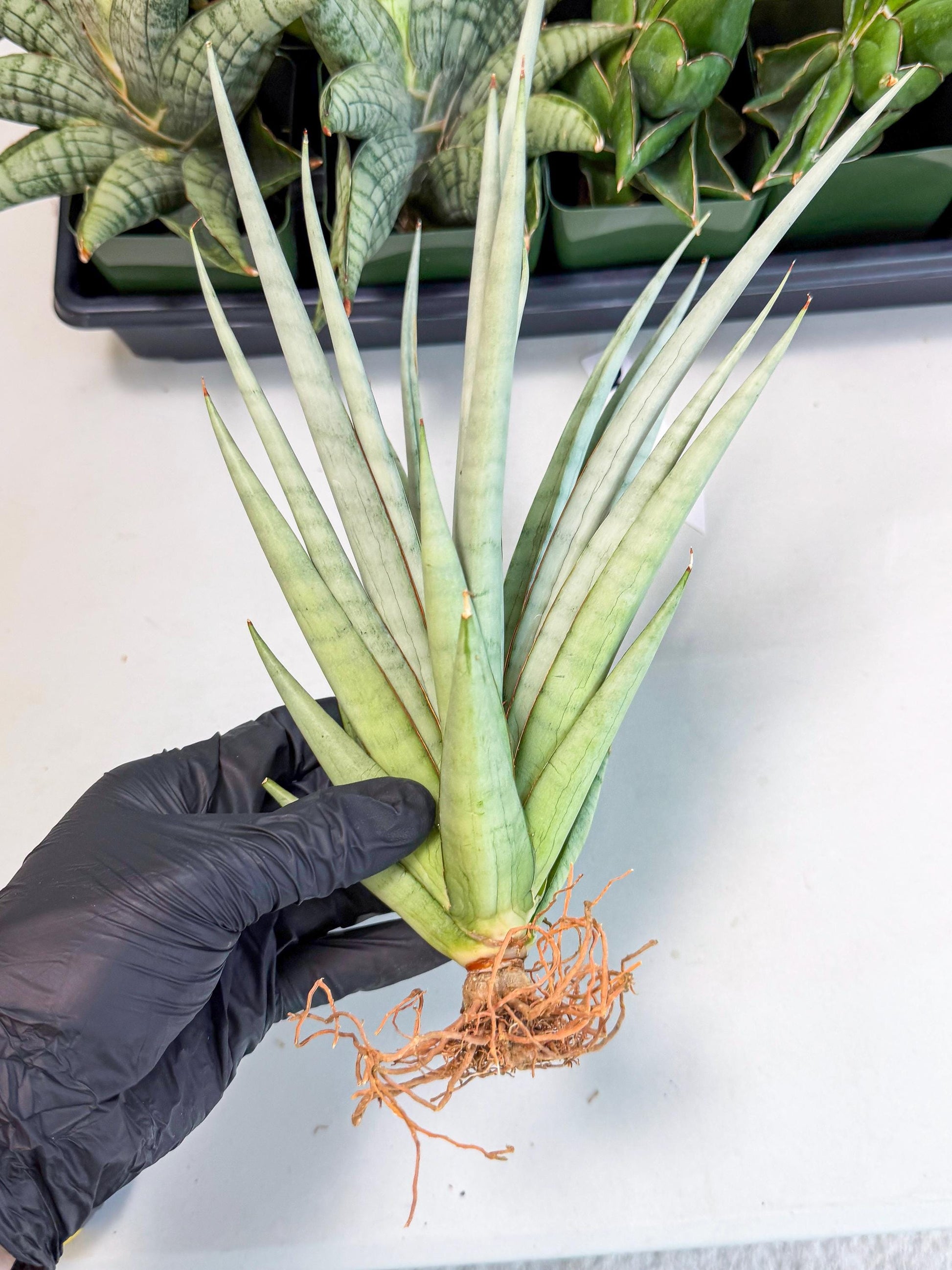 Sansevieria Viranda (2) | Imported hybrids