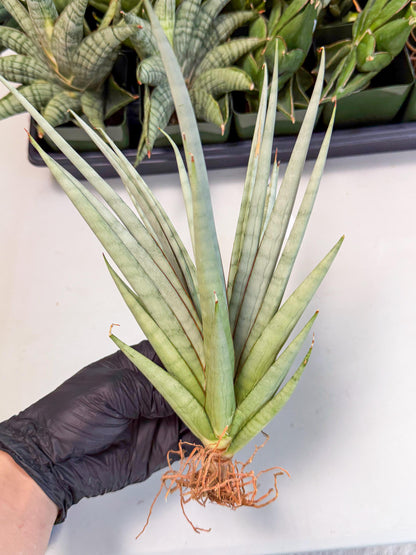 Sansevieria Viranda (2) | Imported hybrids