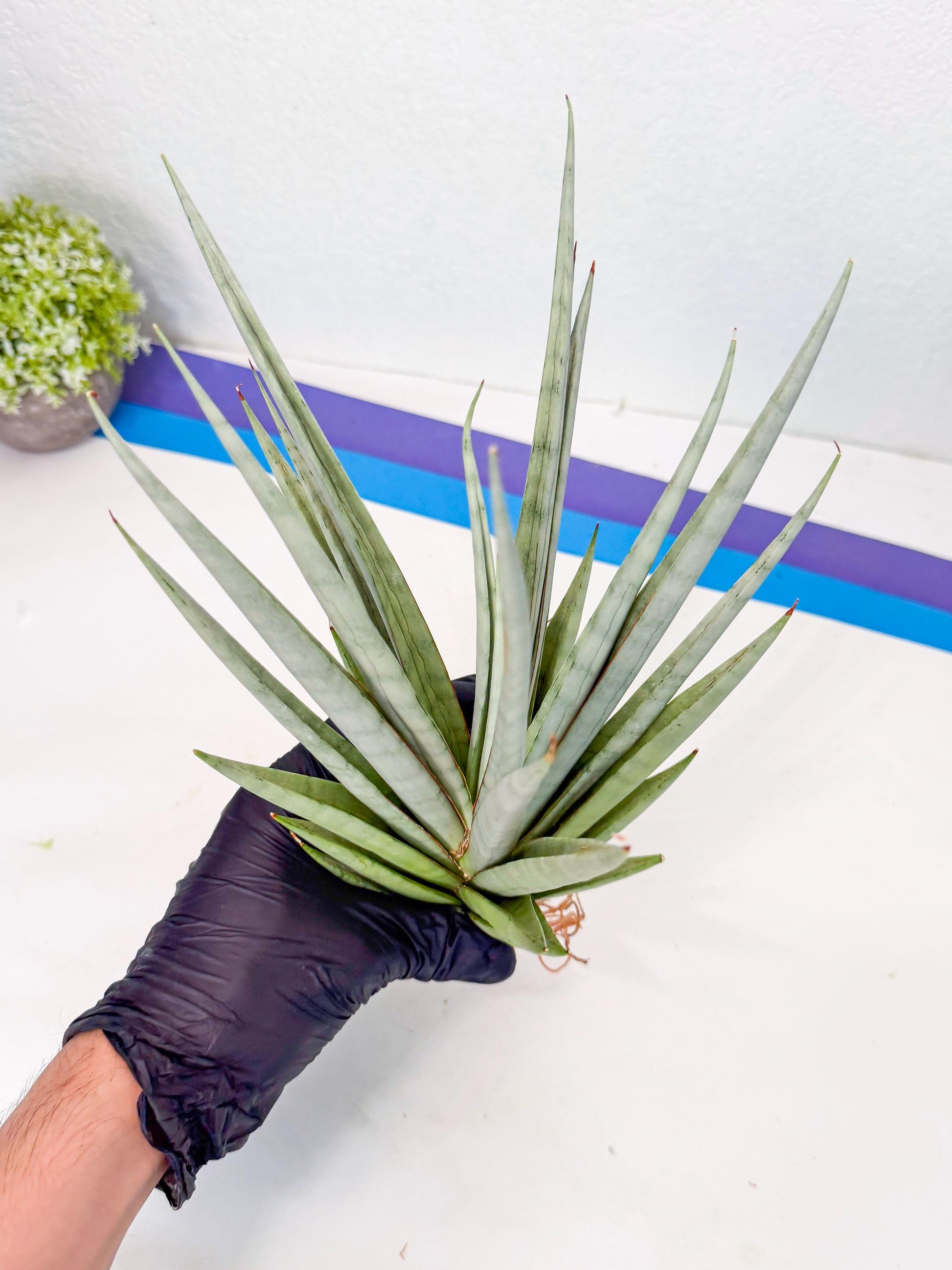 Sansevieria Viranda (2) | Imported hybrids