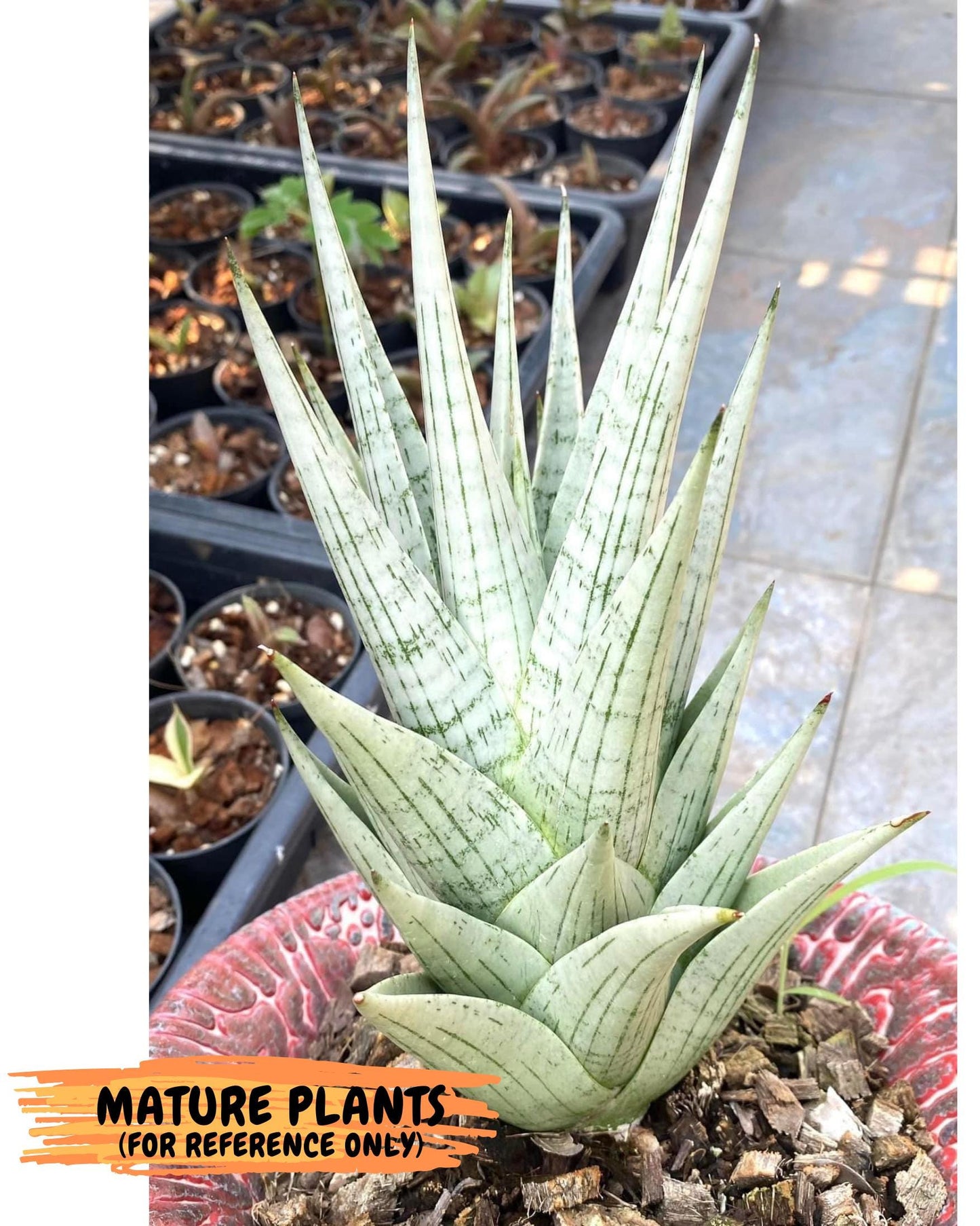 Sansevieria MoMo (4) | Rare Snake Plant
