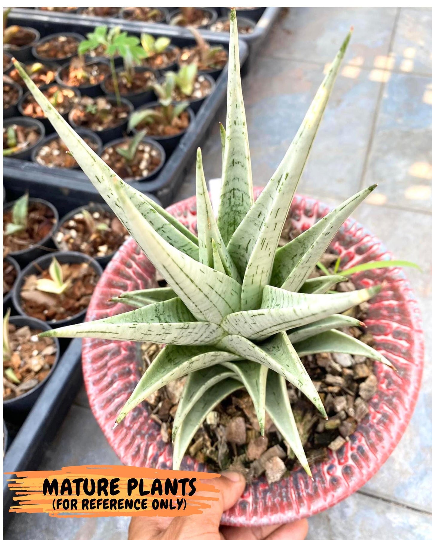 Sansevieria MoMo (4) | Rare Snake Plant