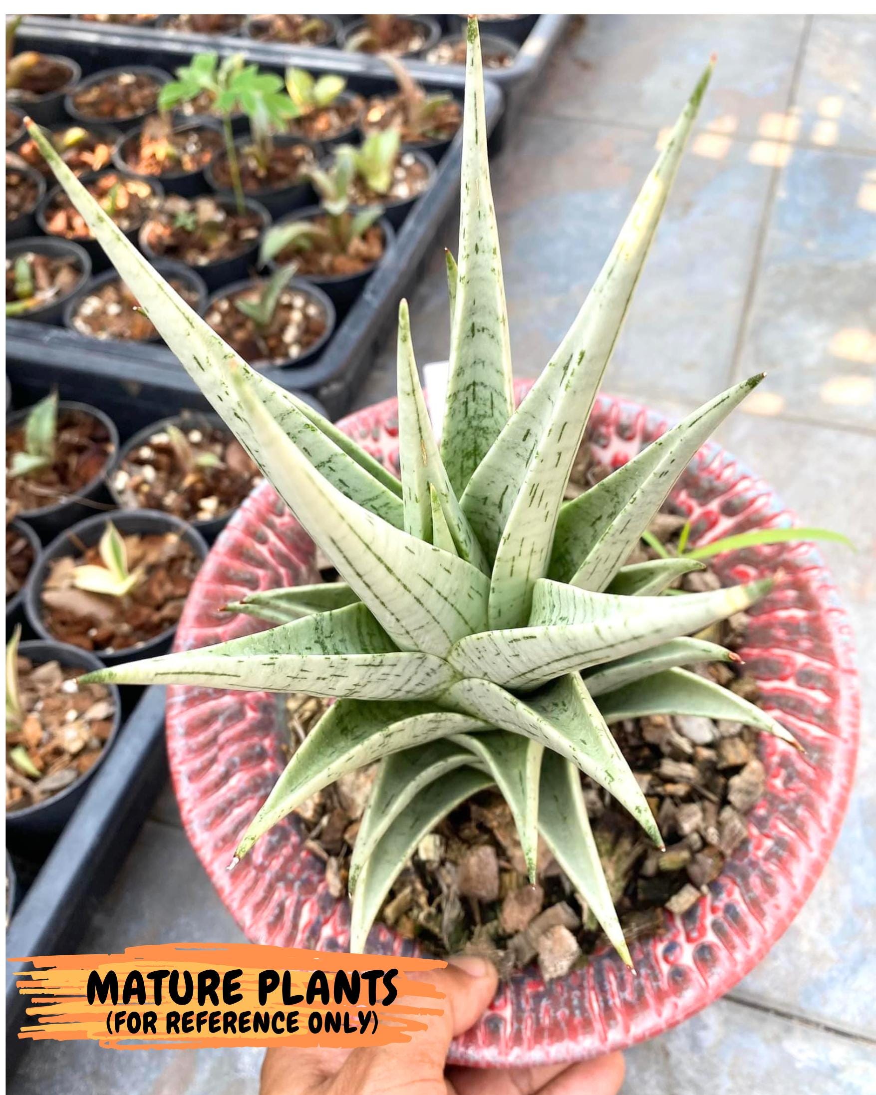 Sansevieria MoMo (4) | Rare Snake Plant