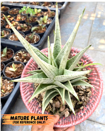 Sansevieria MoMo (4) | Rare Snake Plant