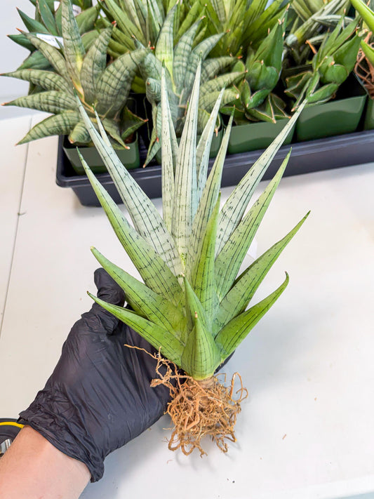 Sansevieria MoMo (3) | Rare Snake Plant
