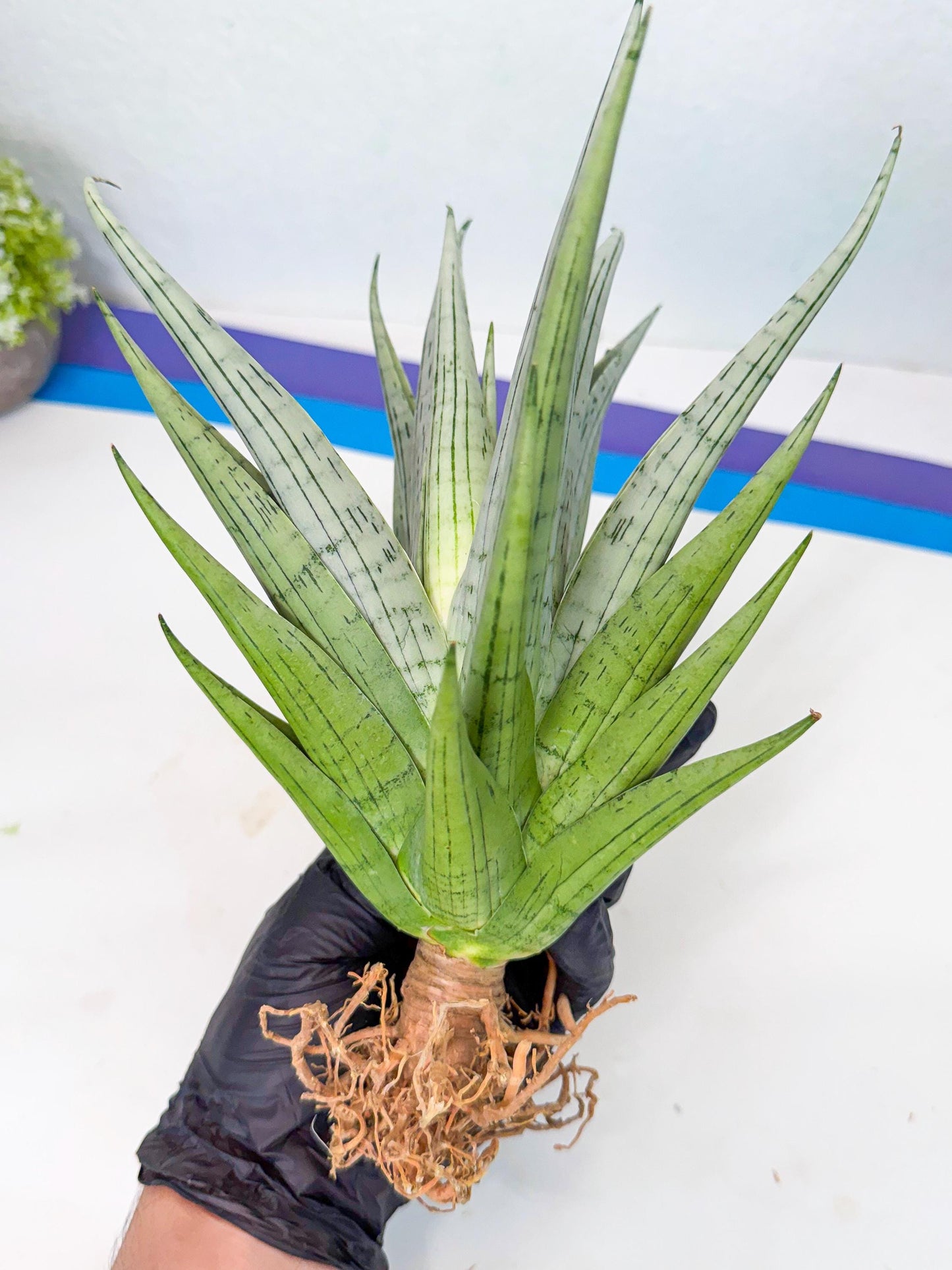 Sansevieria MoMo (4) | Rare Snake Plant