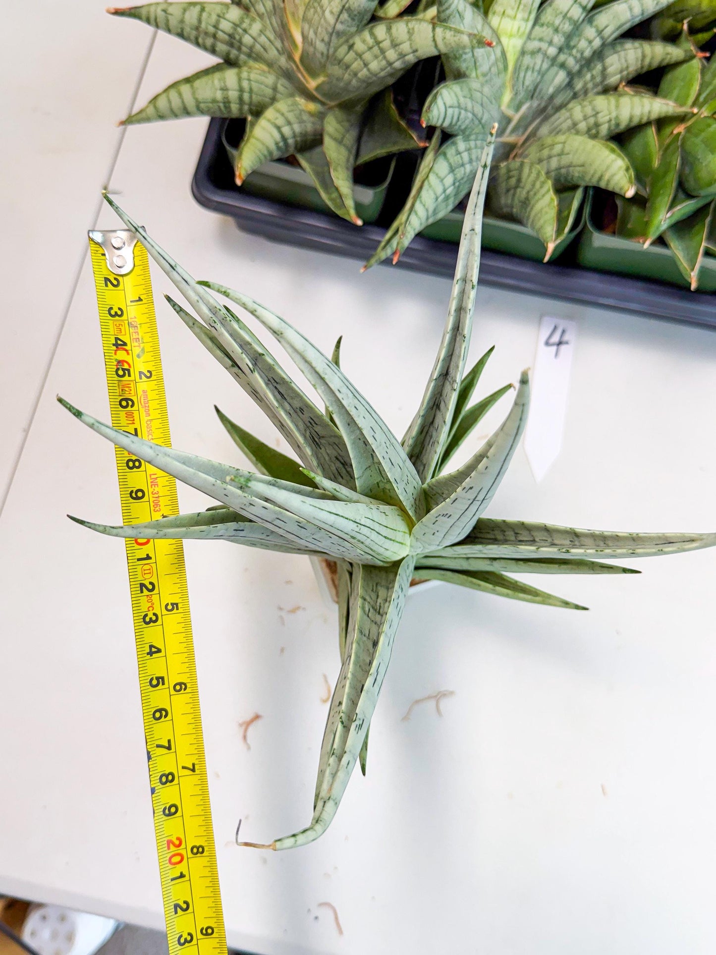 Sansevieria MoMo (4) | Rare Snake Plant