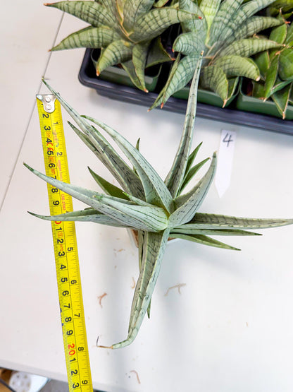 Sansevieria MoMo (4) | Rare Snake Plant