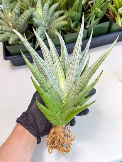 Sansevieria MoMo (4) | Rare Snake Plant