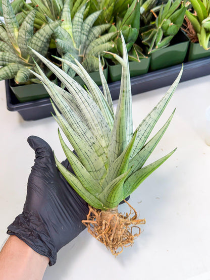Sansevieria MoMo (4) | Rare Snake Plant