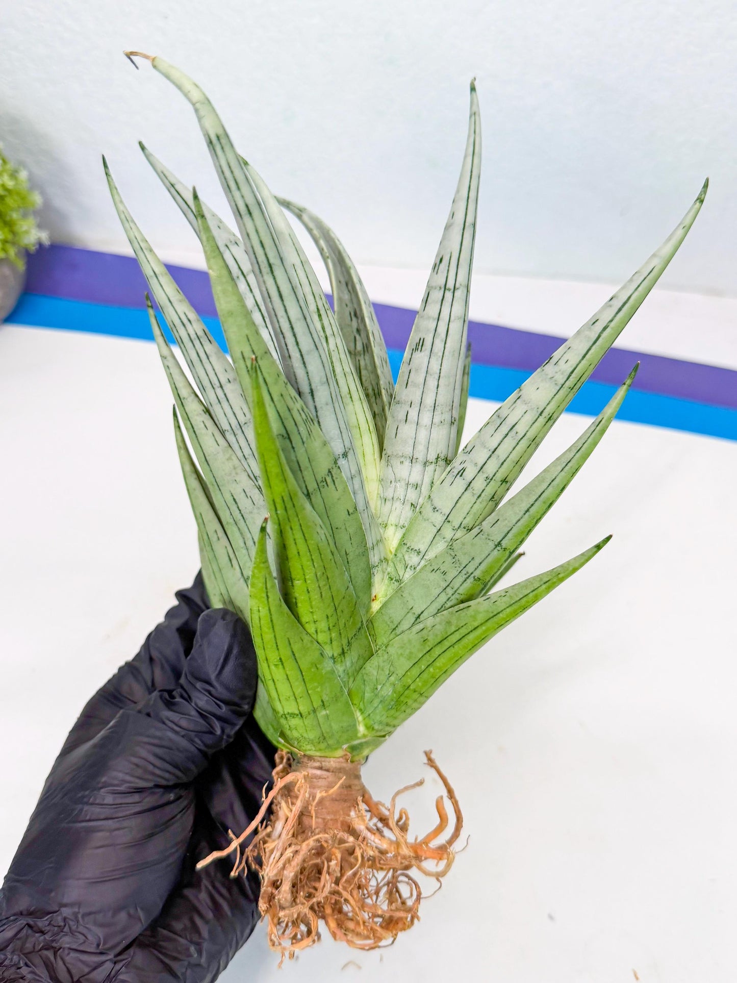 Sansevieria MoMo (4) | Rare Snake Plant