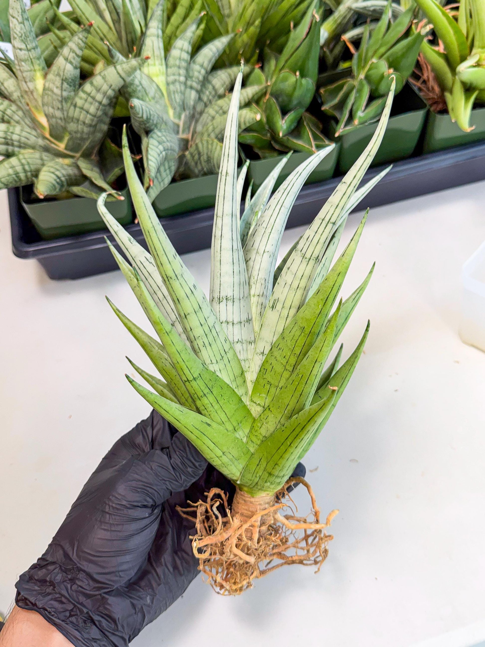Sansevieria MoMo (4) | Rare Snake Plant