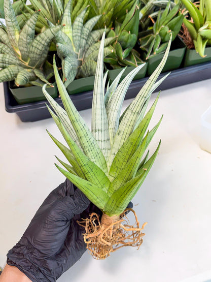 Sansevieria MoMo (4) | Rare Snake Plant