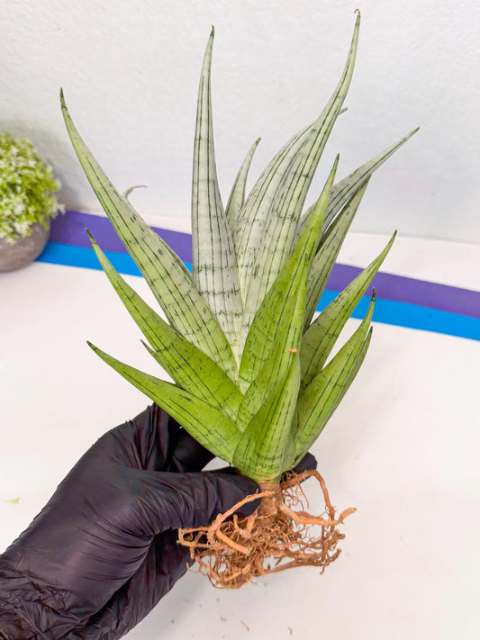 Sansevieria MoMo (4) | Rare Snake Plant
