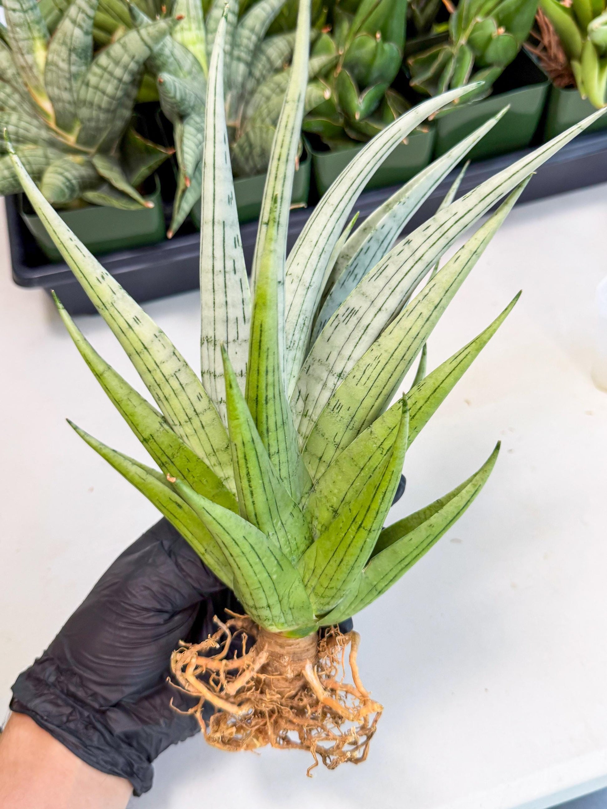 Sansevieria MoMo (4) | Rare Snake Plant
