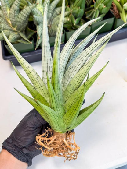 Sansevieria MoMo (4) | Rare Snake Plant