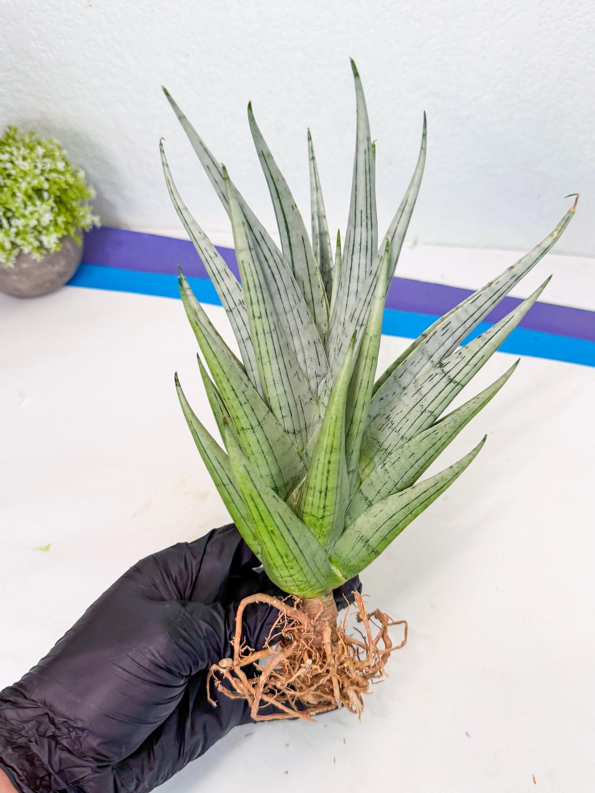 Sansevieria MoMo (4) | Rare Snake Plant