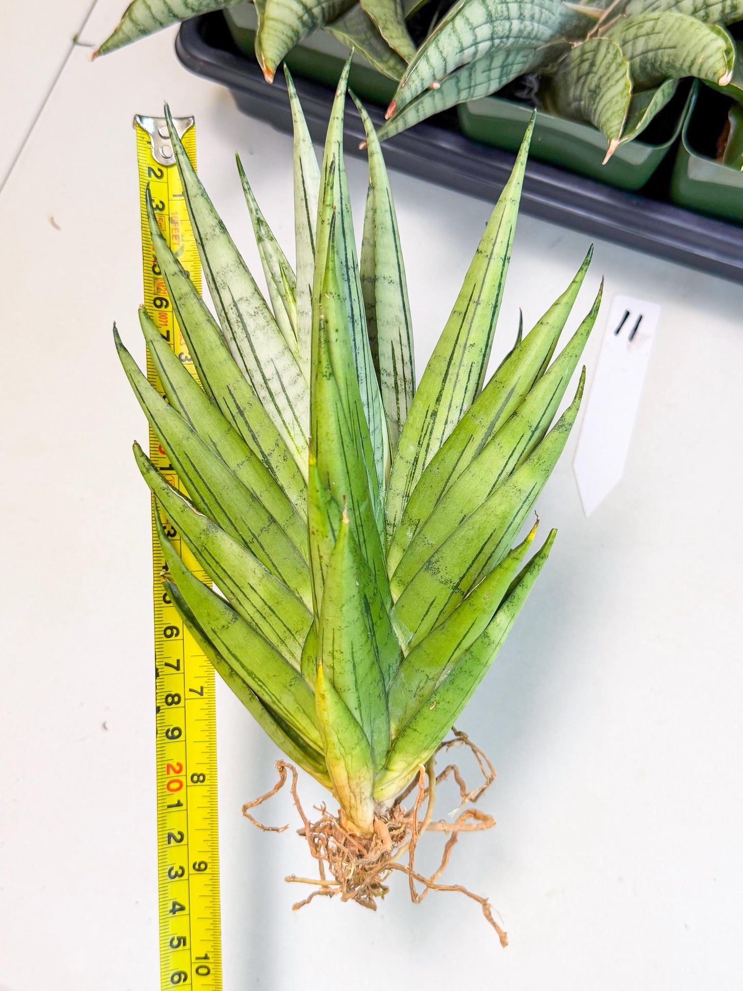 Sansevieria Nakhon Luang (11) | Rare Hybrid